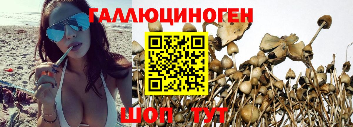 Галлюциногенные грибы Psilocybine cubensis Киржач